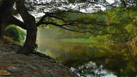 Forest Idyll