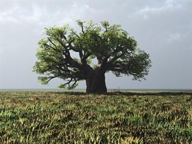 Lonely Tree