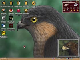 small hawk 1