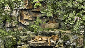 Catnapping