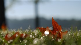 Autumn Bokeh