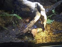 Turtle Hideway
