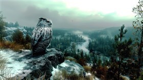 White Owl