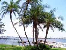 Florida palm trees