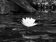 Zu's Lily