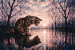 Cat looking down