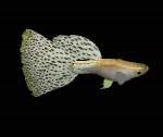 Fishes Pack