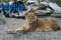 Lion Stare
