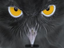 Black Owl