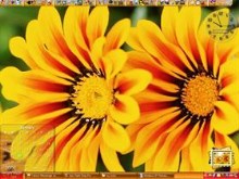 Sunflowers2