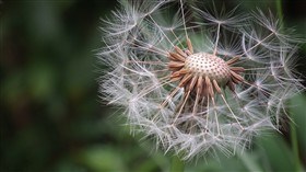 dandelion