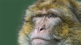 Monkey one