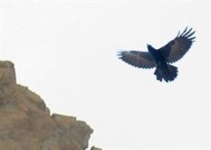 The Raven