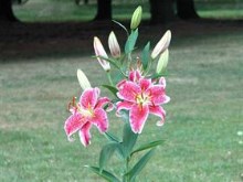 early lily