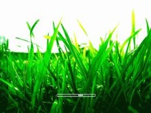 Grass bootskin