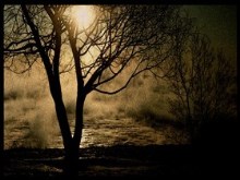 sun in the trees