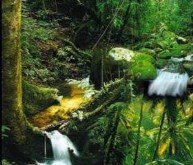 Sounds of The Rainforest