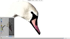 Swan