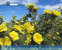 Yellow Roses Of Summer