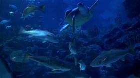 Saltwater_Aquarium