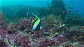 The_Coral_Reef_Fish