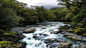 Misty_Creek_Forest
