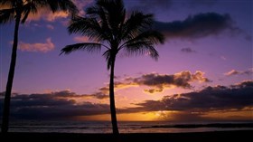 Tropical_Palms_Sunset
