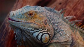 Juana_Iguana