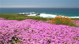 Big_Sur_Pink_And_Orange