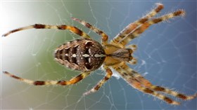 Pushup Spider