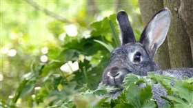 Honey Bunny