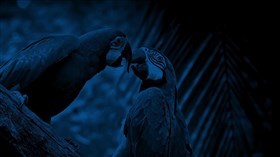 Blue Parrots