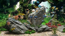 Nice Virtual Tropica Aquarium