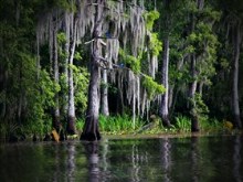 Swamp_Life