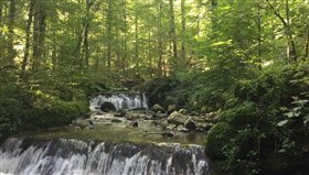 Forest_Creek_Falls