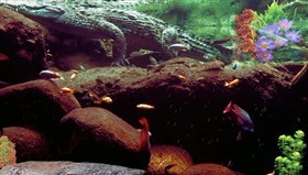Crock_Aquarium