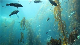 Under_The_Sea
