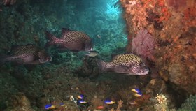 Under_The_Sea_2