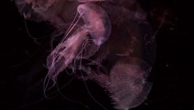 Pink_Jellyfish