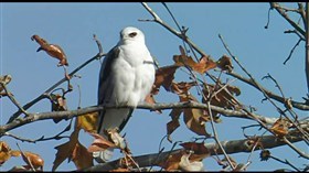 Autumn bird