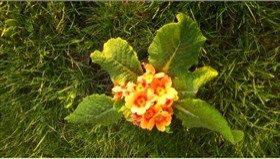 Primula acualis