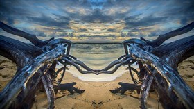 Drift Wood