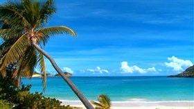 Beach Palm