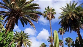 The Palms