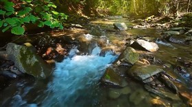 Jungle River Rock