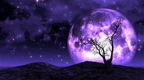 Loner Tree