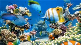 4K Sim Aquarium