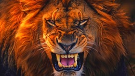 4K Lions Head