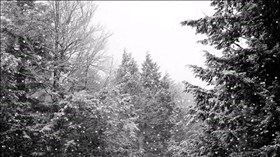 Winter Snow