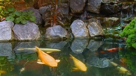 Koi Garden Falls